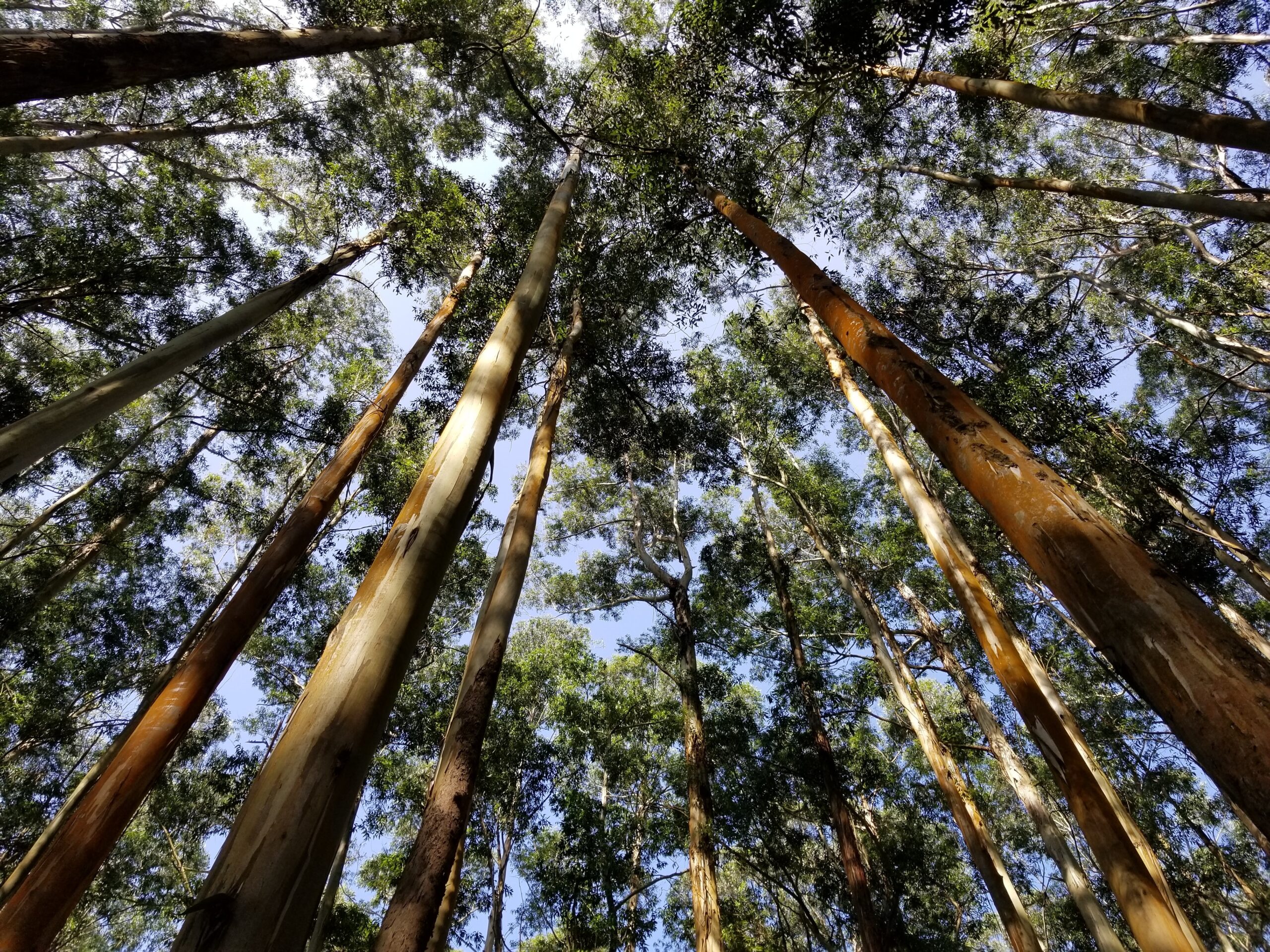 Floresta de eucaliptos (Arjun Valiya Parambathu/Unsplash)
